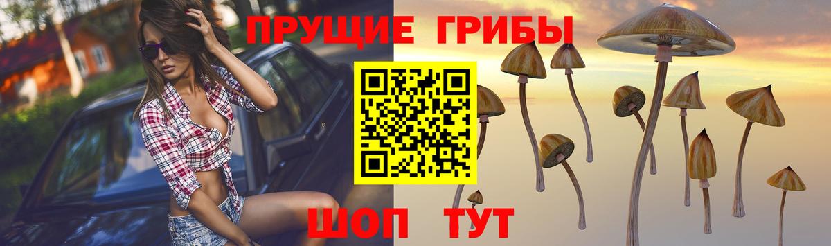 Новоалтайск  Галлюциногенные грибы прущие грибы  наркота  Вход с VPN 